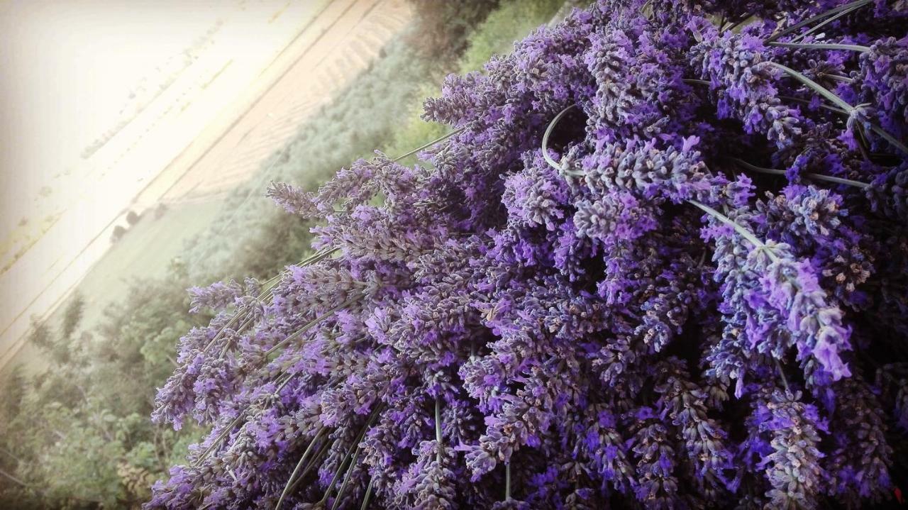 Вилла Sonnellino In Maremma Масса-Мариттима Экстерьер фото